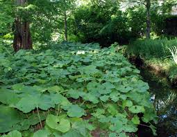 Attēlu rezultāti vaicājumam “Petasites spurius bud”