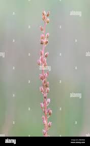 Attēlu rezultāti vaicājumam “Triglochin maritimum flower”