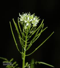 Attēlu rezultāti vaicājumam “Cardamine impatiens”