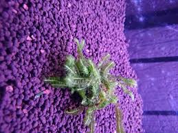 Attēlu rezultāti vaicājumam “Plagiochila asplenioides”