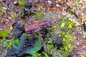 Attēlu rezultāti vaicājumam “Asaphidion pallipes”