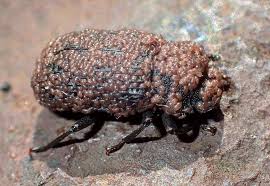 Attēlu rezultāti vaicājumam “Bolitophagus reticulatus”