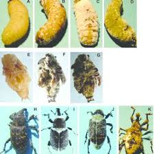 Attēlu rezultāti vaicājumam “Hylobius abietis”