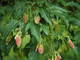 Attēlu rezultāti vaicājumam “Acer tataricum fruit”