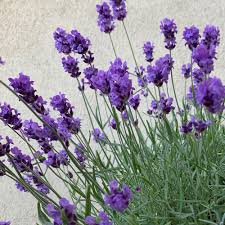 Attēlu rezultāti vaicājumam “Lavandula angustifolia”