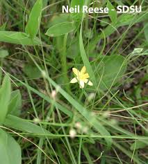 Attēlu rezultāti vaicājumam “Liliaceae”