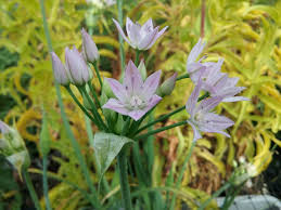 Attēlu rezultāti vaicājumam “Allium holandicum leaf”