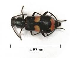 Attēlu rezultāti vaicājumam “Anthocomus fasciatus”