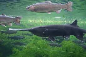 Image result for Polyodon spathula