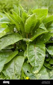 Attēlu rezultāti vaicājumam “Verbascum nigrum leaf”