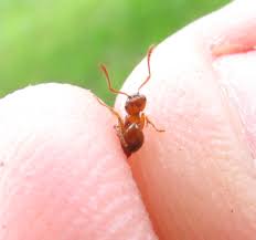 Attēlu rezultāti vaicājumam “Myrmica rubra”