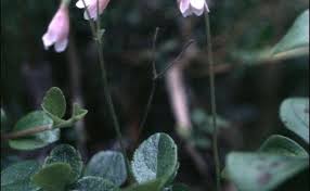 Attēlu rezultāti vaicājumam “Linnaea borealis fruit”
