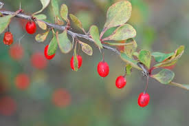 Attēlu rezultāti vaicājumam “Berberis thunbergii fruit”