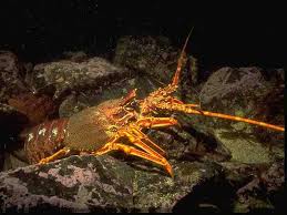 Image result for Palinurus elephas