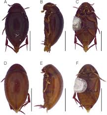 Attēlu rezultāti vaicājumam “Melandryidae”
