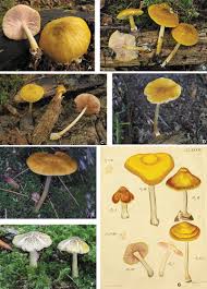 Attēlu rezultāti vaicājumam “Pluteus leoninus”