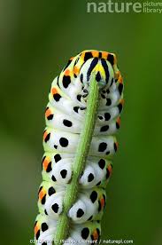 Attēlu rezultāti vaicājumam “Papilio machaon larva”