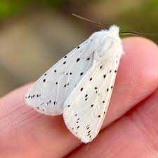 Attēlu rezultāti vaicājumam “Spilosoma lubricipeda”