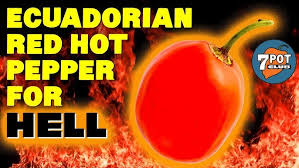 Afbeeldingsresultaat voor red rocoto hot pepper