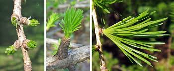 Attēlu rezultāti vaicājumam “Larix decidua var. polonica”