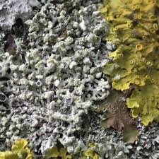 Attēlu rezultāti vaicājumam “Physcia tenella”