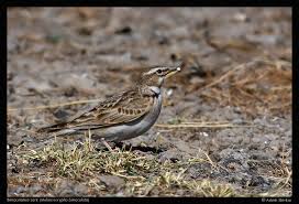 Image result for Melanocorypha bimaculata