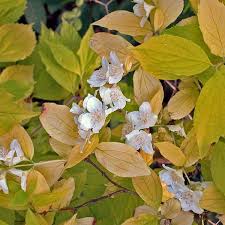 Attēlu rezultāti vaicājumam “Philadelphus coronarius leaf”