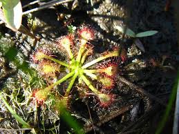 Attēlu rezultāti vaicājumam “Droseraceae”