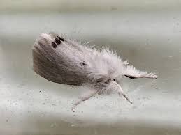 Attēlu rezultāti vaicājumam “Euproctis similis”