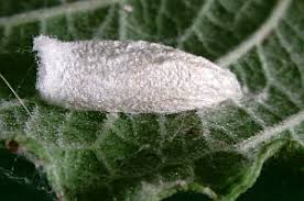 Attēlu rezultāti vaicājumam “Nycteola degenerana”