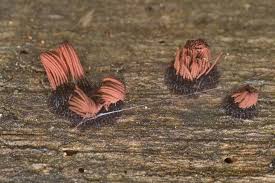 Attēlu rezultāti vaicājumam “Stemonitis lignicola”