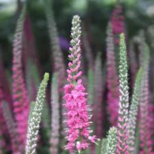 Attēlu rezultāti vaicājumam “Veronica spicata leaf”