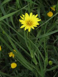 Image result for Tragopogon pratensis