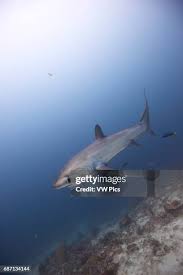 Image result for Alopias pelagicus