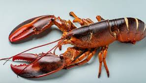 Image result for Homarus americanus