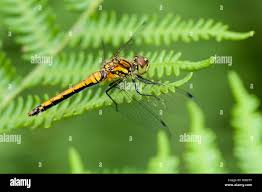 Attēlu rezultāti vaicājumam “Sympetrum danae”
