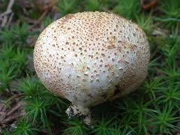 Attēlu rezultāti vaicājumam “Sclerophora pallida”