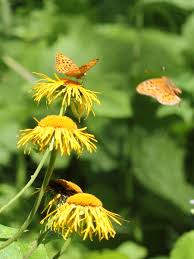 Attēlu rezultāti vaicājumam “Argynnis laodice male”