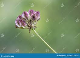 Attēlu rezultāti vaicājumam “Laserpitium latifolium bud”
