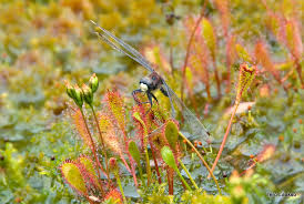 Attēlu rezultāti vaicājumam “Drosera anglica fruit”