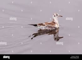 Attēlu rezultāti vaicājumam “Larus ridibundus juvenile”