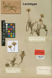 Attēlu rezultāti vaicājumam “Tragopogon heterospermus”