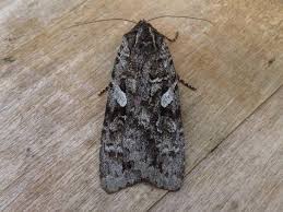 Attēlu rezultāti vaicājumam “Eurois occulta”