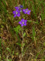 Image result for Legousia speculum-veneris