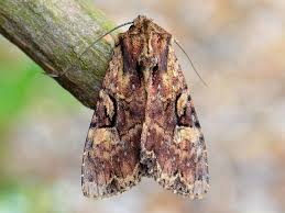 Attēlu rezultāti vaicājumam “Apamea epomidion”