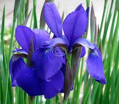 Attēlu rezultāti vaicājumam “Iris sibirica”