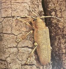 Attēlu rezultāti vaicājumam “Saperda carcharias”