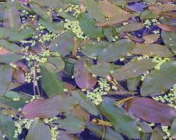 Attēlu rezultāti vaicājumam “Potamogeton natans leaf”