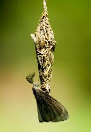 Attēlu rezultāti vaicājumam “Psychidae”