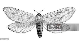 Attēlu rezultāti vaicājumam “Hepialus humuli”